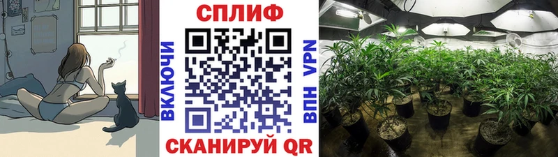 Купить где  Славянск-на-Кубани  Каннабис конопля 